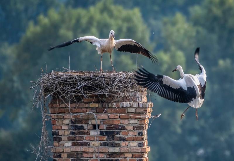 Expert Chimney Animal Removal in Cambridge, MA Professional Chimney Animal Removal Services in Cambridge, Massachusetts