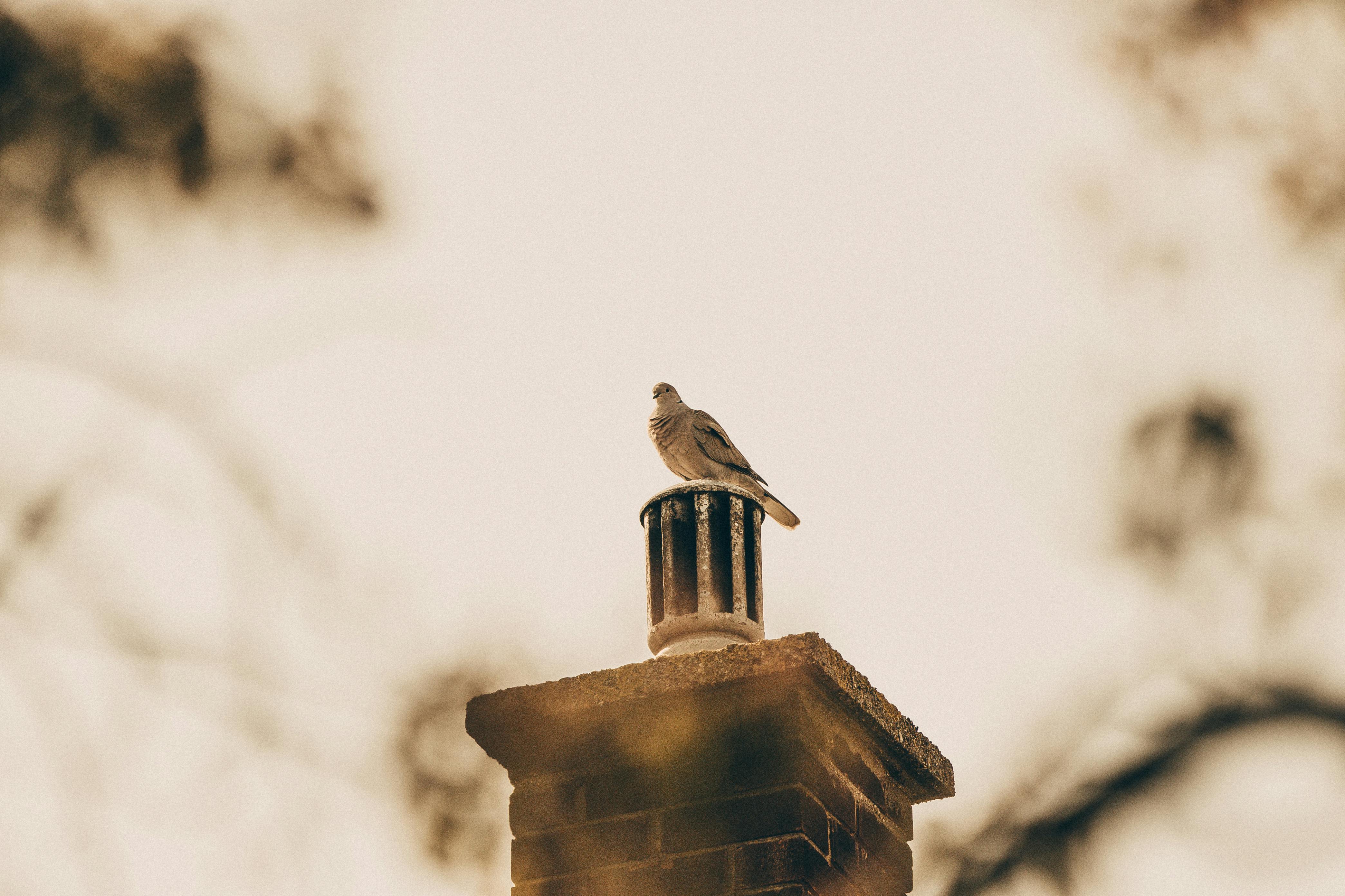 Professional Chimney Cap Installation Services in Cambridge, MA Expert Chimney Cap Installation in Cambridge, Massachusetts